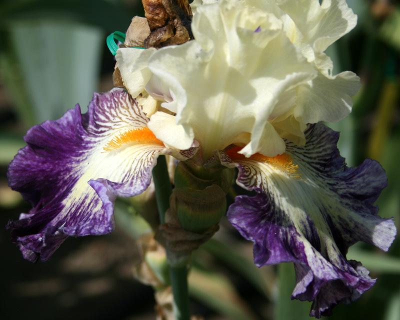 Photo of Tall Bearded Iris (Iris 'Comedy') uploaded by Calif_Sue