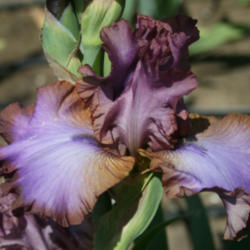 Location: Napa Iris Gardens
Date: 2012-05-18