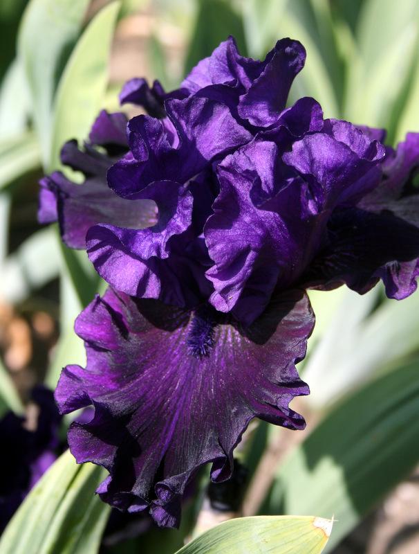 Photo of Tall Bearded Iris (Iris 'Midnight Treat') uploaded by Calif_Sue