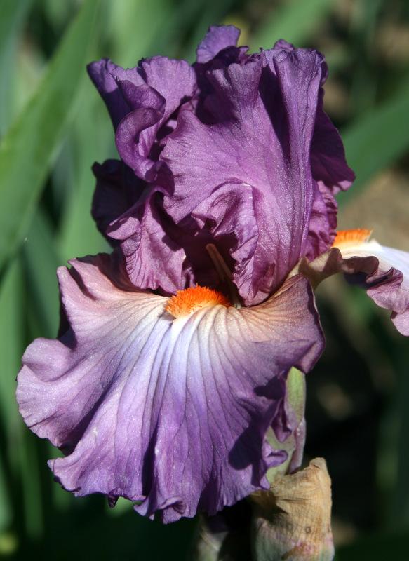 Photo of Tall Bearded Iris (Iris 'Dancing with Irene') uploaded by Calif_Sue