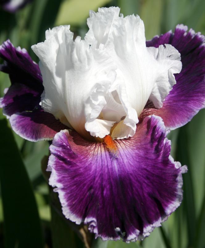 Photo of Tall Bearded Iris (Iris 'Applause Line') uploaded by Calif_Sue
