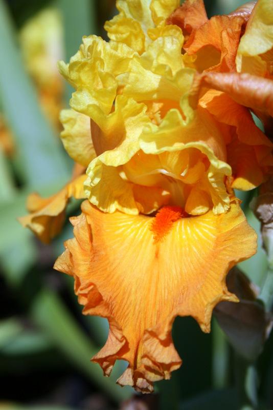 Photo of Tall Bearded Iris (Iris 'Fixation') uploaded by Calif_Sue