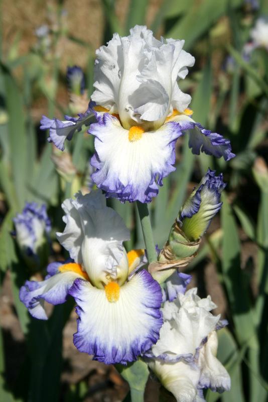Photo of Tall Bearded Iris (Iris 'Brilliant Idea') uploaded by Calif_Sue