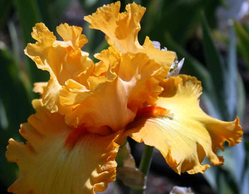 Photo of Tall Bearded Iris (Iris 'Pedigree') uploaded by Calif_Sue
