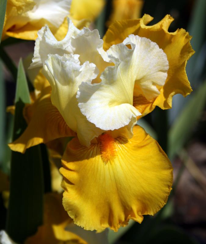 Photo of Tall Bearded Iris (Iris 'Salzburg Echo') uploaded by Calif_Sue