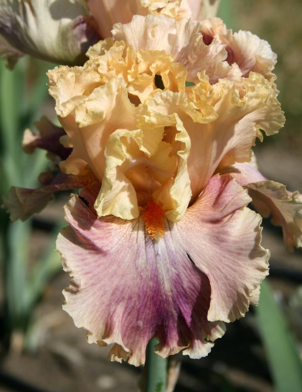 Photo of Tall Bearded Iris (Iris 'Act of Kindness') uploaded by Calif_Sue