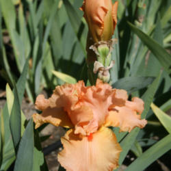 Location: Napa Iris Gardens
Date: 2012-05-19