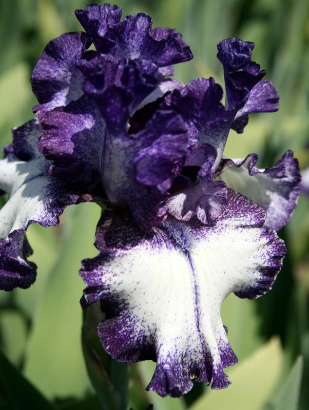 Photo of Tall Bearded Iris (Iris 'Inklination') uploaded by Calif_Sue
