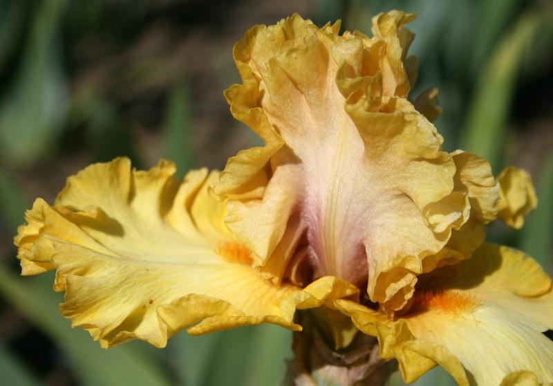 Photo of Tall Bearded Iris (Iris 'Nouveau Riche') uploaded by Calif_Sue