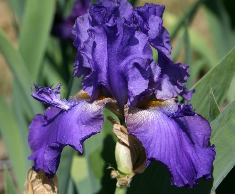 Photo of Tall Bearded Iris (Iris 'Mister Flounce') uploaded by Calif_Sue