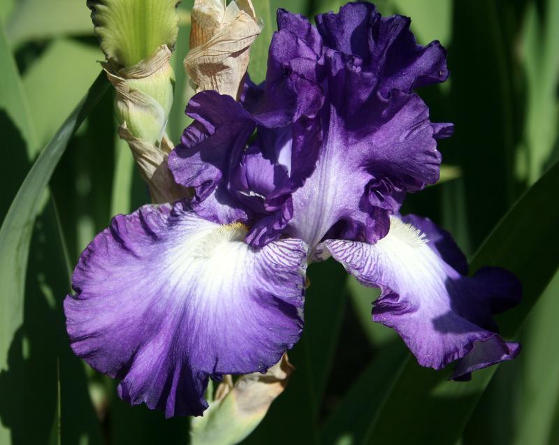 Photo of Tall Bearded Iris (Iris 'Spot Starter') uploaded by Calif_Sue