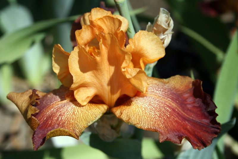 Photo of Tall Bearded Iris (Iris 'Iwan'a Iguana') uploaded by Calif_Sue