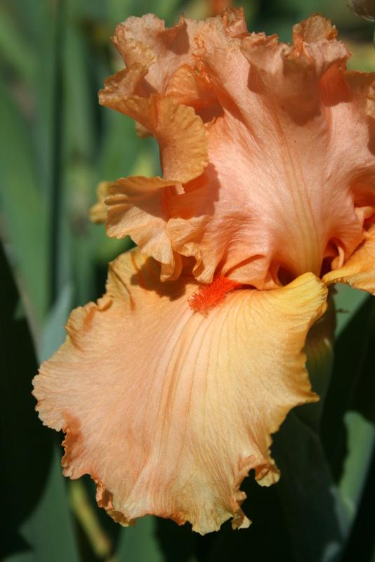 Photo of Tall Bearded Iris (Iris 'Forbidden Fruit') uploaded by Calif_Sue