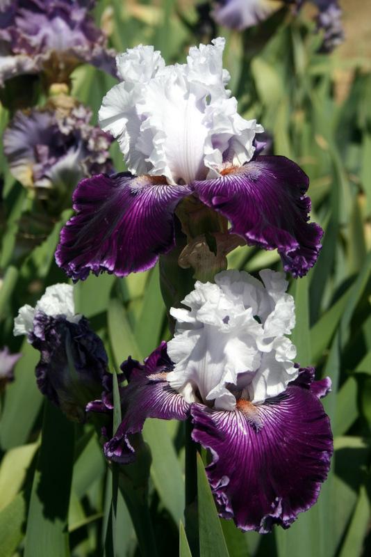 Photo of Tall Bearded Iris (Iris 'Dinner Talk') uploaded by Calif_Sue