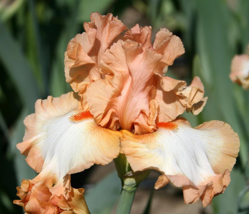 Photo of Tall Bearded Iris (Iris 'Orange Titan') uploaded by Calif_Sue