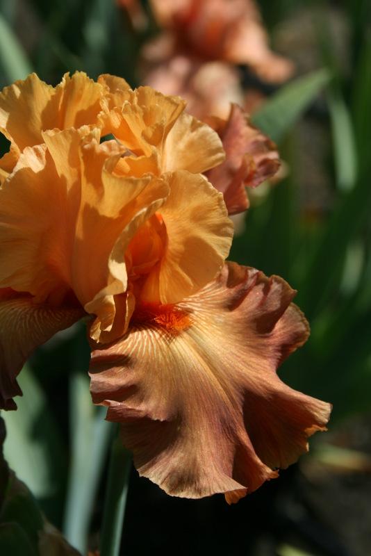 Photo of Tall Bearded Iris (Iris 'Lovely Senorita') uploaded by Calif_Sue