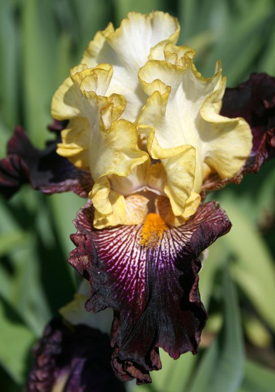 Photo of Tall Bearded Iris (Iris 'Rum and Coke') uploaded by Calif_Sue
