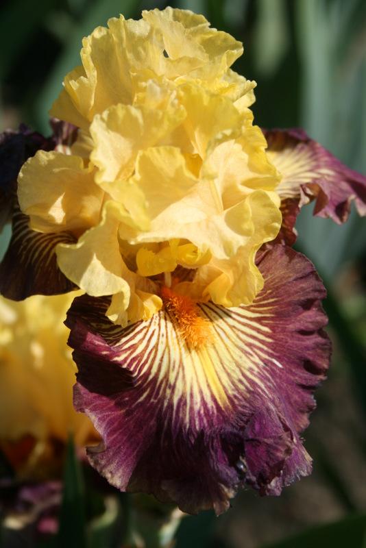 Photo of Tall Bearded Iris (Iris 'Pirate Ahoy') uploaded by Calif_Sue