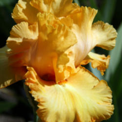 Location: Napa Iris Gardens
Date: 2012-05-18