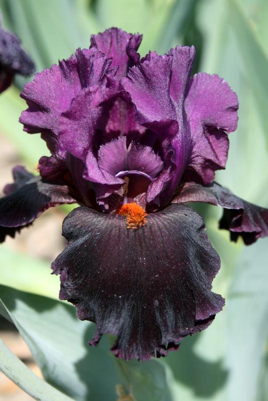Photo of Tall Bearded Iris (Iris 'Black Magic Woman') uploaded by Calif_Sue