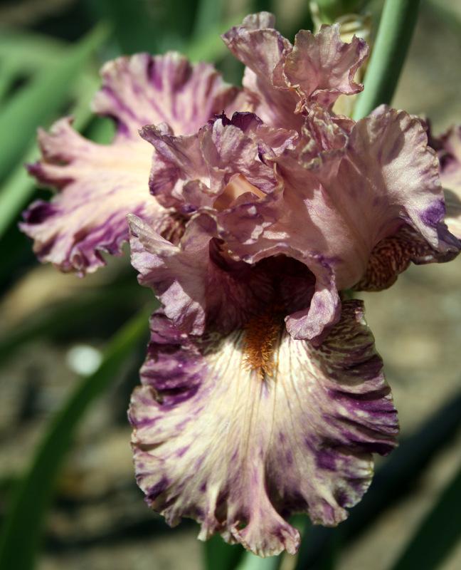 Photo of Tall Bearded Iris (Iris 'Grizzly Gosling') uploaded by Calif_Sue