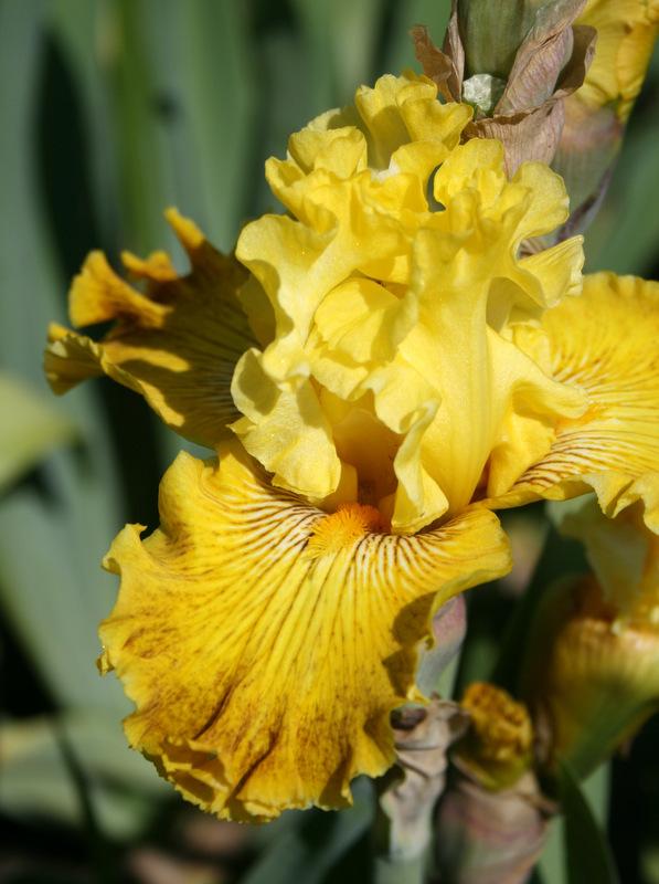 Photo of Tall Bearded Iris (Iris 'Bright Sunshiny Day') uploaded by Calif_Sue