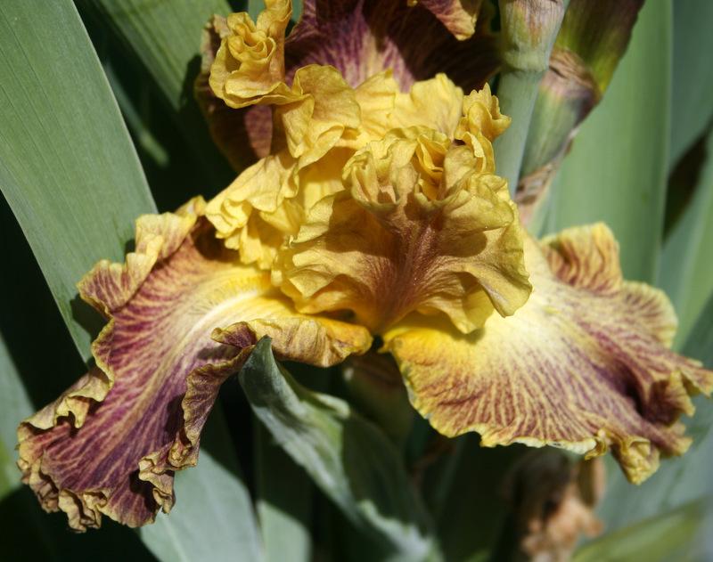 Photo of Tall Bearded Iris (Iris 'El Greco') uploaded by Calif_Sue