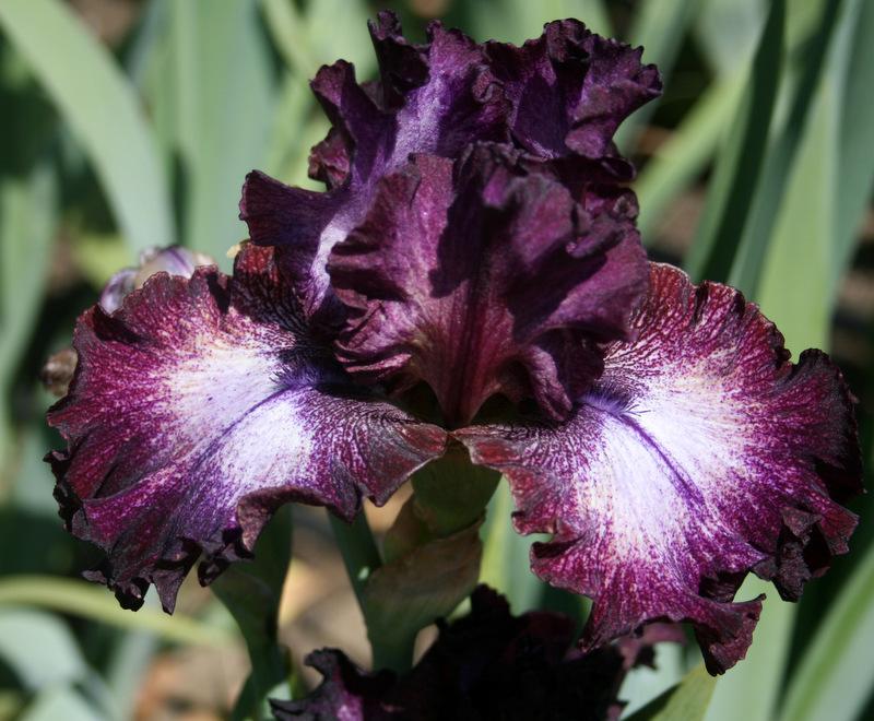 Photo of Tall Bearded Iris (Iris 'Psychic Reader') uploaded by Calif_Sue