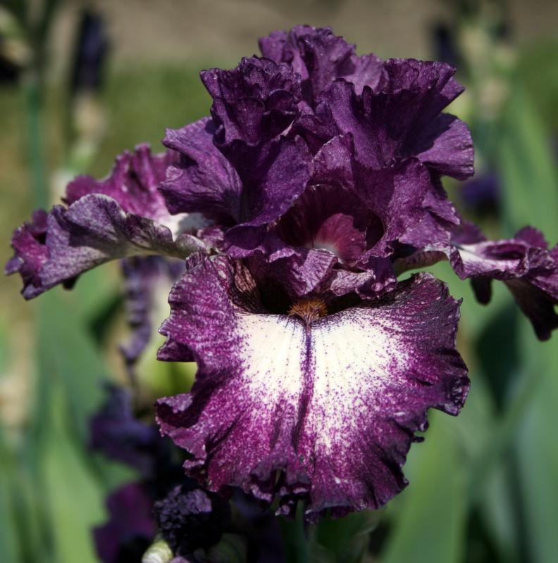 Photo of Tall Bearded Iris (Iris 'Pretty Edgy') uploaded by Calif_Sue