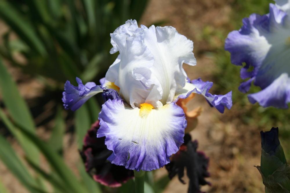 Photo of Tall Bearded Iris (Iris 'Pursuit of Happiness') uploaded by KentPfeiffer