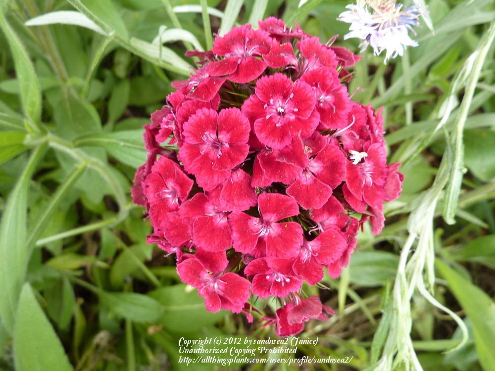 Photo of Sweet William (Dianthus barbatus) uploaded by sandnsea2