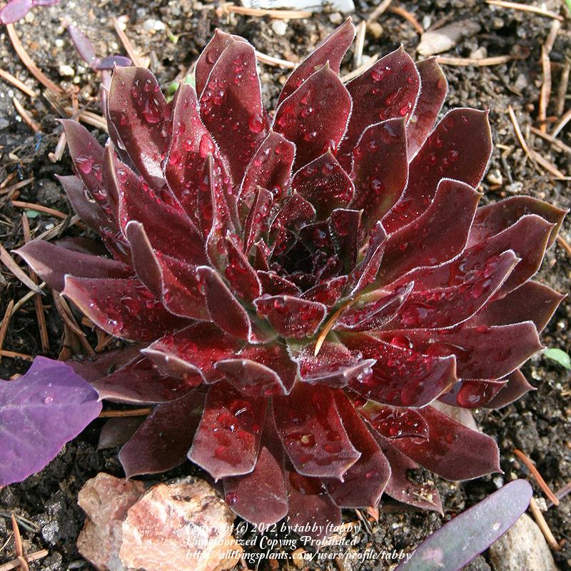 Photo of Hen and Chicks (Sempervivum 'Rubikon Improved') uploaded by tabby