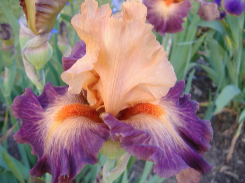 Photo of Tall Bearded Iris (Iris 'Brazilian Art') uploaded by tveguy3