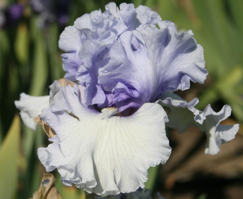 Photo of Tall Bearded Iris (Iris 'Surfer's Dream') uploaded by Calif_Sue