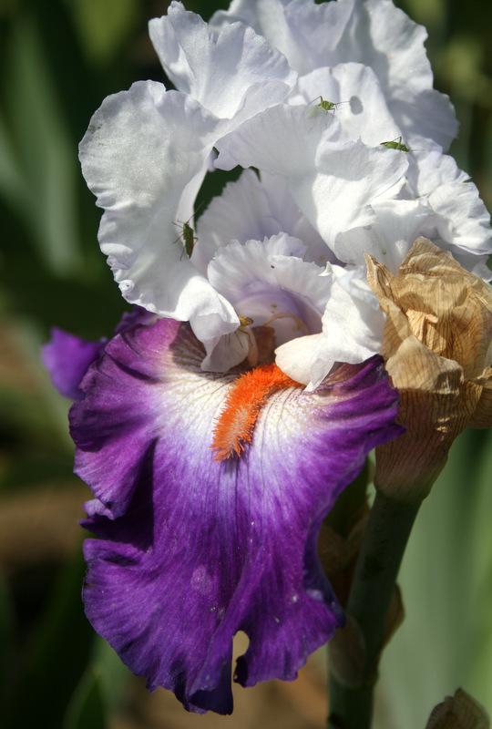 Photo of Tall Bearded Iris (Iris 'Team Spirit') uploaded by Calif_Sue