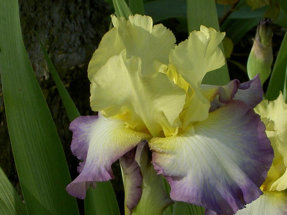 Photo of Tall Bearded Iris (Iris 'Designer's Art') uploaded by Muddymitts