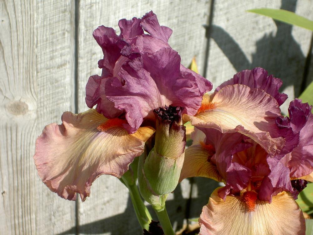 Photo of Tall Bearded Iris (Iris 'Long Time Gone') uploaded by Muddymitts