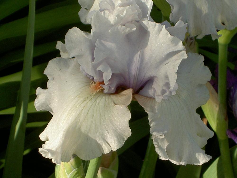 Photo of Tall Bearded Iris (Iris 'Fogbound') uploaded by Muddymitts