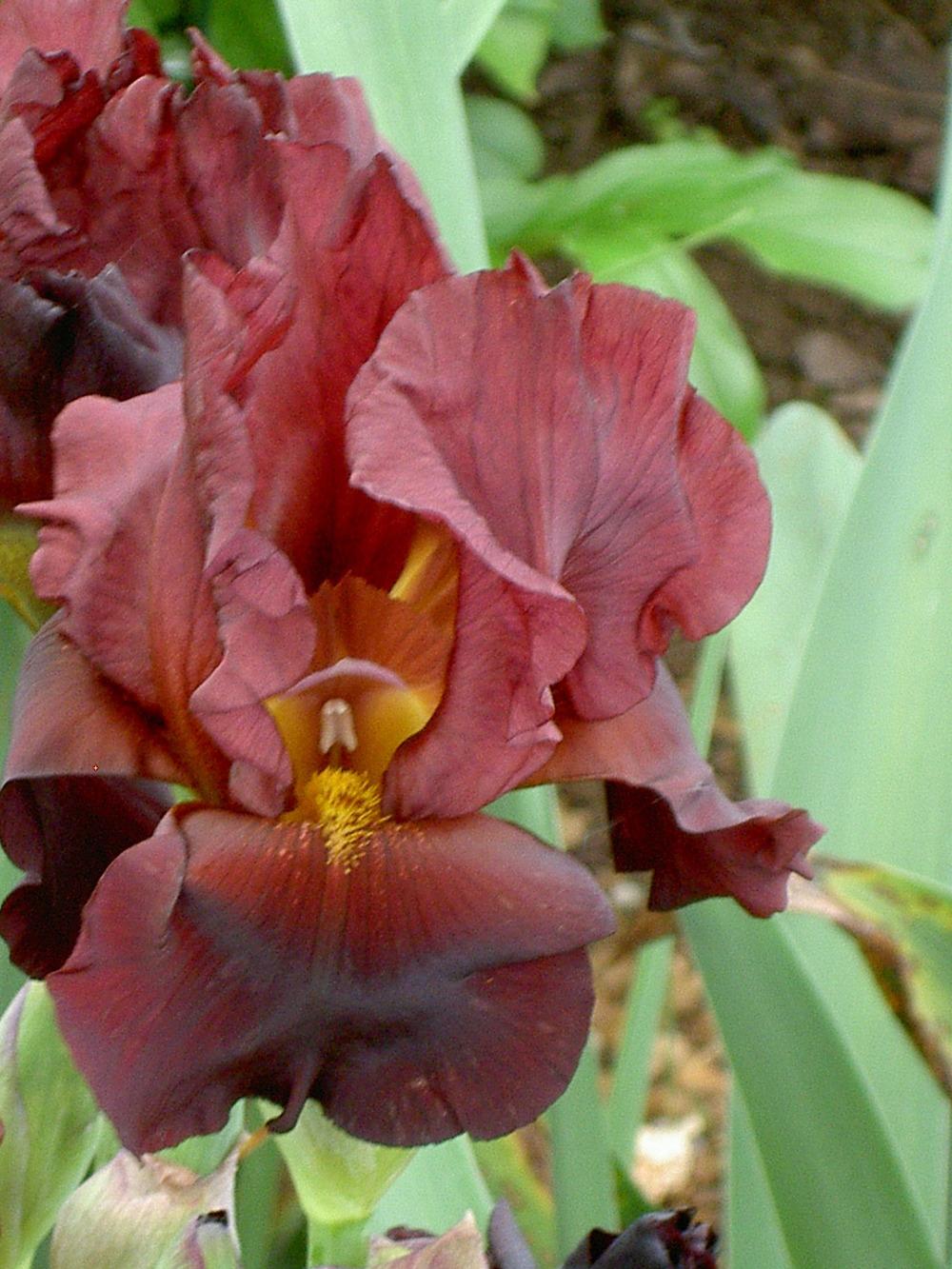 Photo of Tall Bearded Iris (Iris 'War Chief') uploaded by Muddymitts