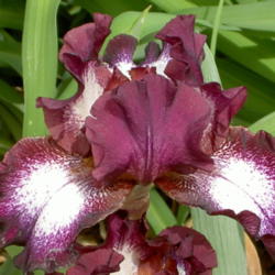 Location: Western Kentucky
Date: April 2012
The most attention-getting and admired Iris in my garden!