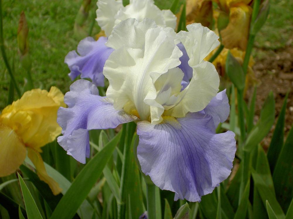 Photo of Tall Bearded Iris (Iris 'Stairway to Heaven') uploaded by Muddymitts