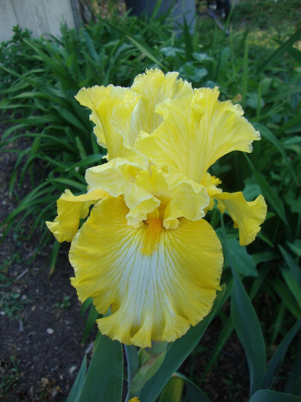 Photo of Tall Bearded Iris (Iris 'Smart Money') uploaded by Paul2032
