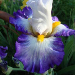 Location: Pleasant Grove, Utah
Date: 2012-05-21
In my garden