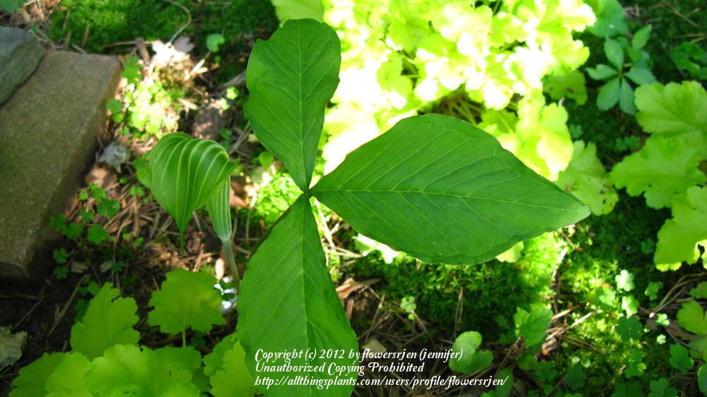 Photo of Jack in the Pulpit (Arisaema triphyllum) uploaded by flowersrjen