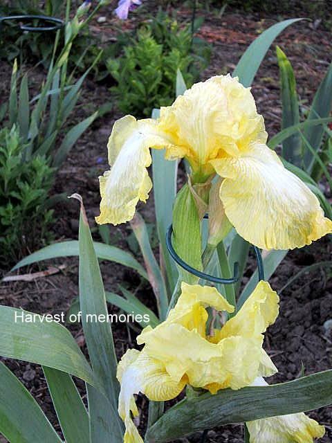 Photo of Tall Bearded Iris (Iris 'Harvest of Memories') uploaded by ge1836