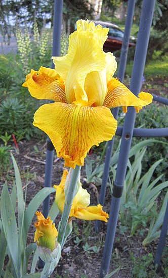 Photo of Tall Bearded Iris (Iris 'City of Gold') uploaded by ge1836