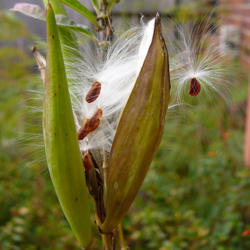 Location: My Garden - Lake Jackson, TX
Date: 2011-12-21
Seeds leaving the pod on a breezy day