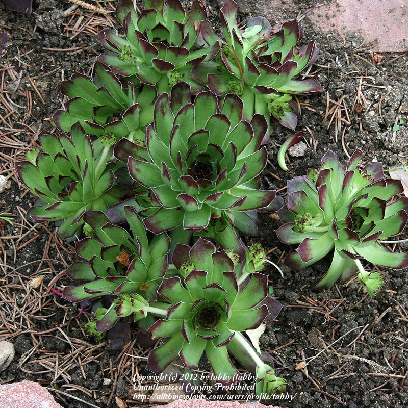 Photo of Hen and Chicks (Sempervivum 'Kimono') uploaded by tabby