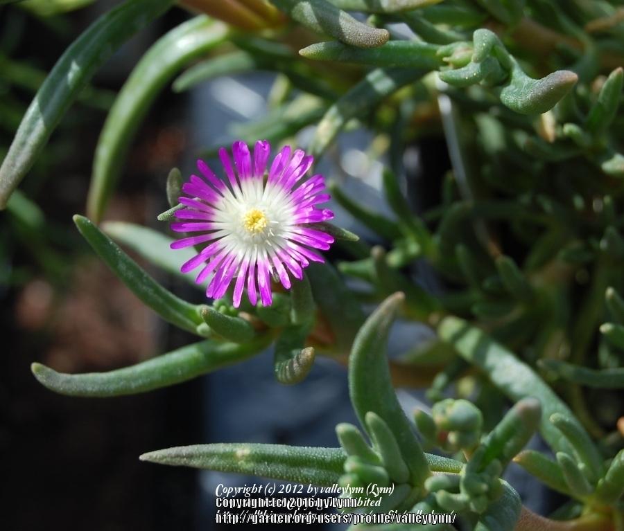 Photo of Ice Plant (Delosperma floribundum Starburst®) uploaded by valleylynn