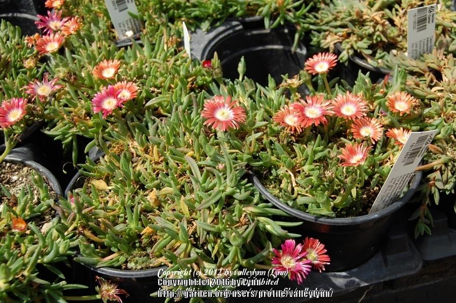Photo of Ice Plant (Delosperma dyeri Red Mountain®) uploaded by valleylynn